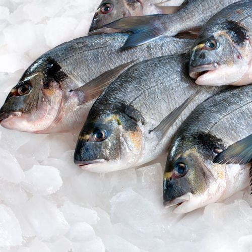 Fresh Fish